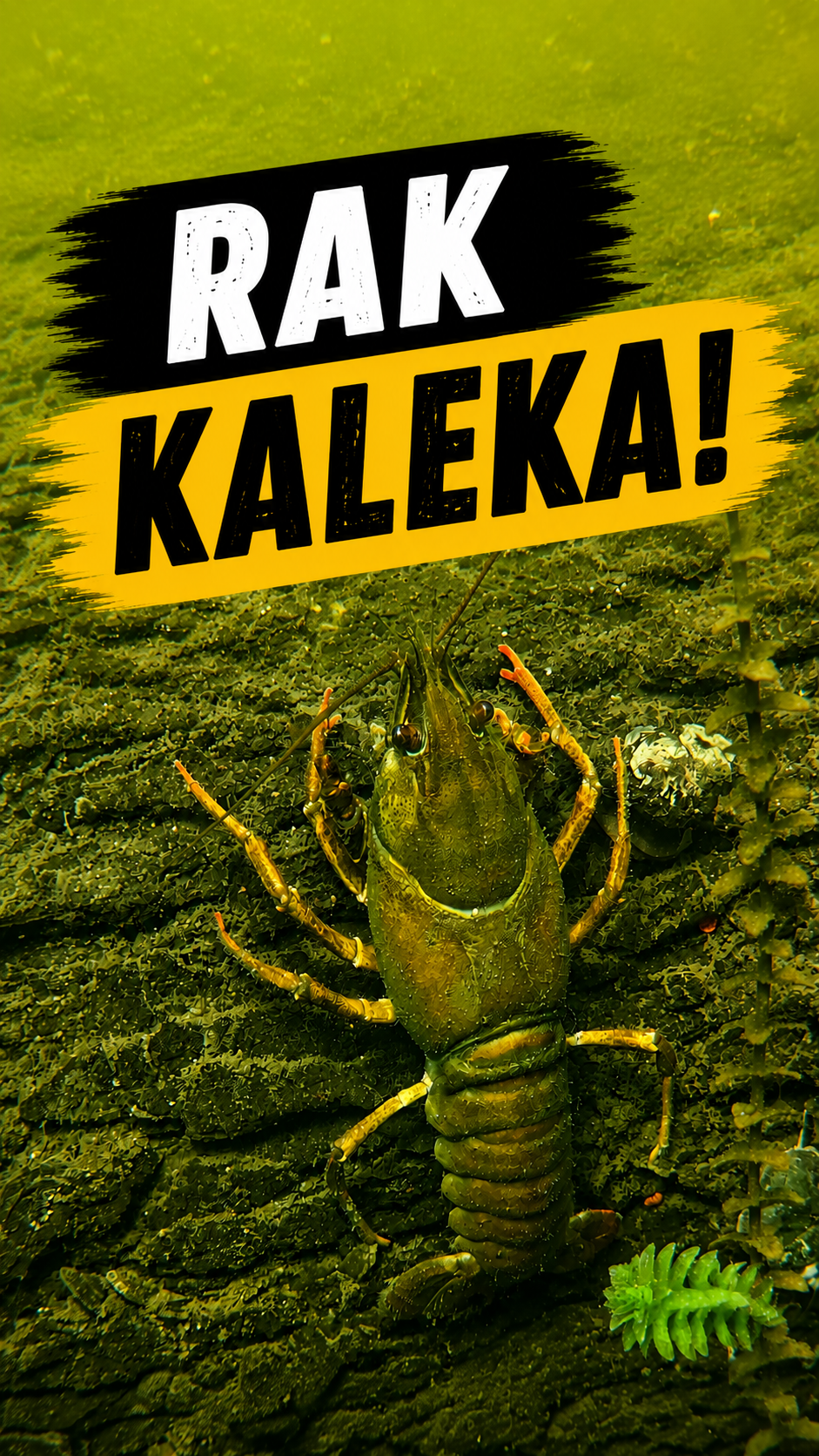 PODWODNE SPOTKANIA 9